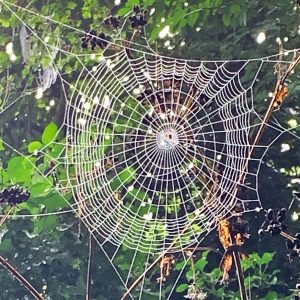 Eight-week structured Mindfulness Now Programme