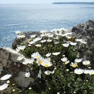 Informal Mindfulness Sessions