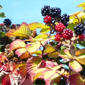 Mindfulness Nature Walks