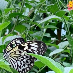 One To One Mindfulness Sessions